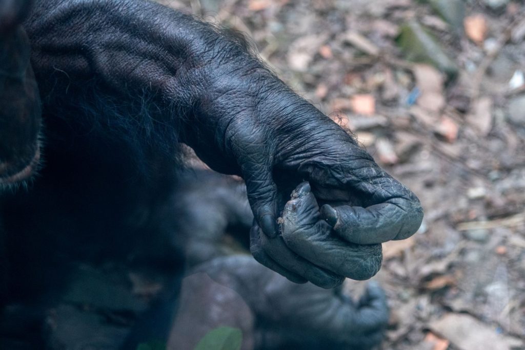 Detailed close-up image of a chimpanzee hand in a natural setting, showing texture and interaction.