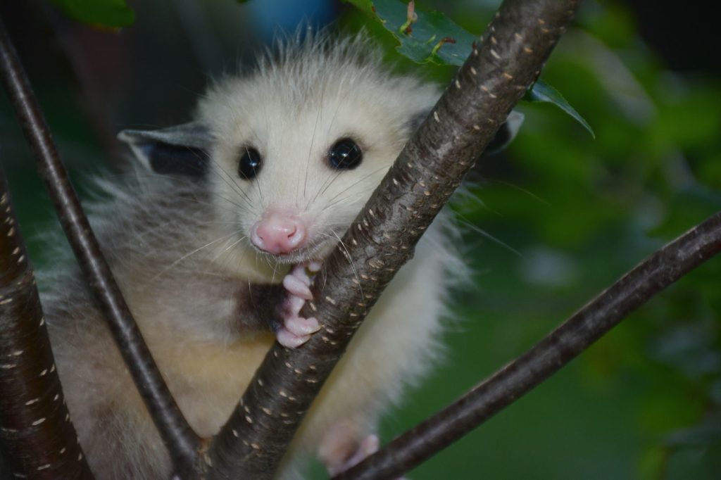 Adorable young opossum perched on a branch, gazing curiously during a summer day.