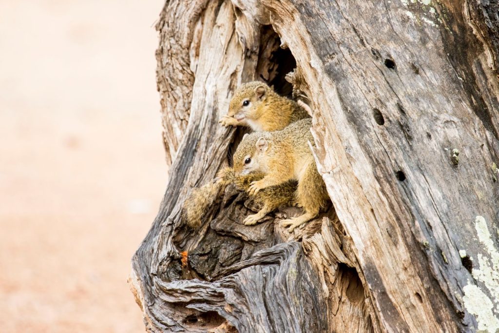 Two squirrels peek out from a gnarled tree trunk, capturing a moment of natural curiosity.