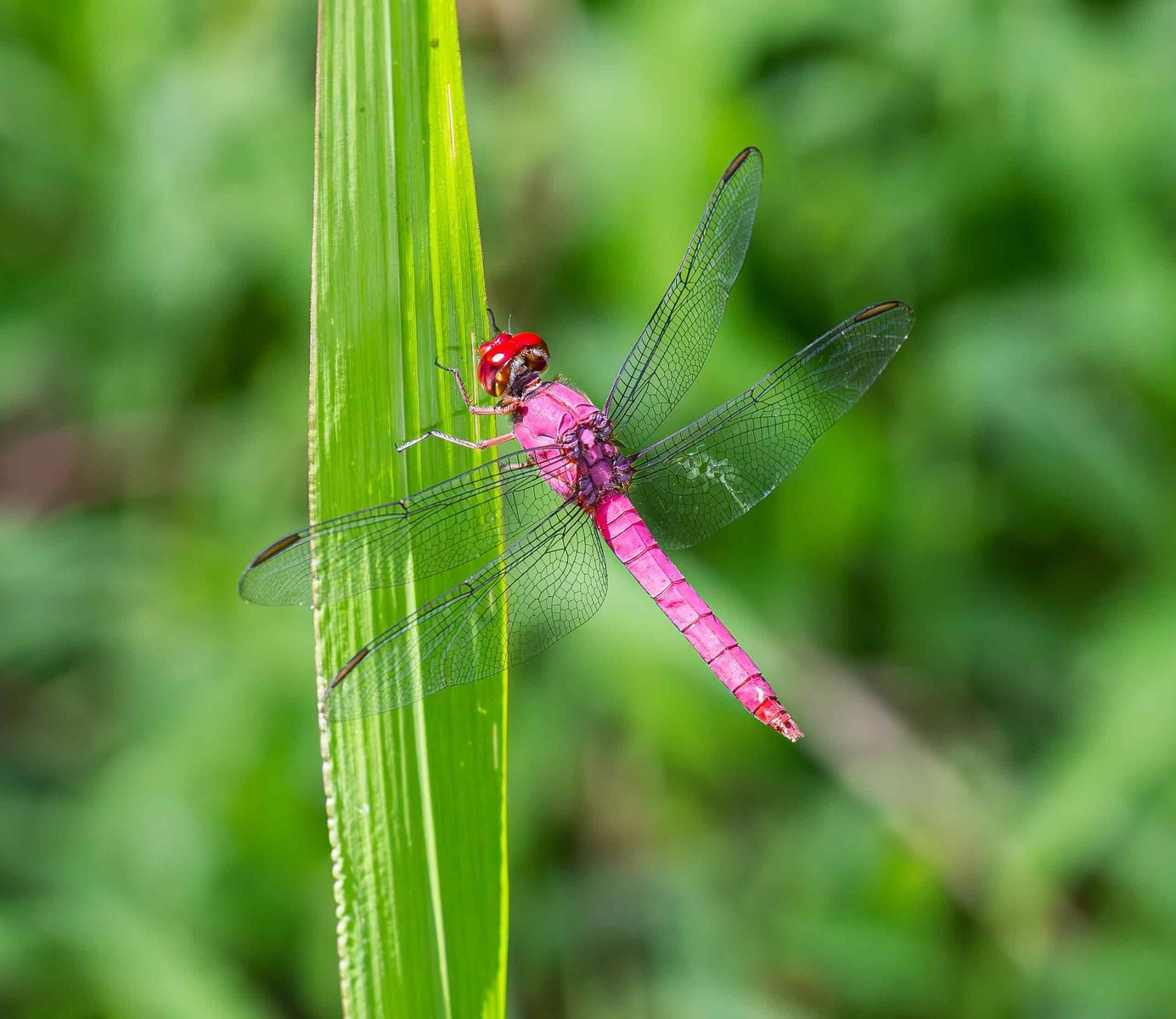 A stunning pink dragonfly rests on a vibrant green leaf, displaying its delicate wings in detail.