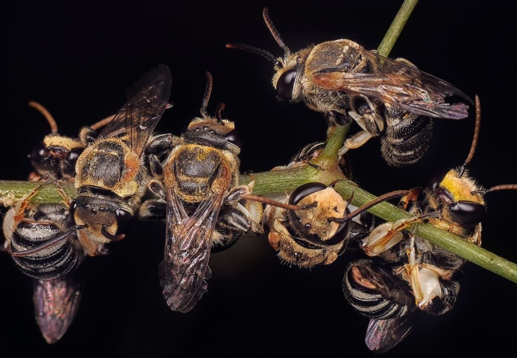 Macro photograph capturing a cluster of bees resting on a twig against a dark background.