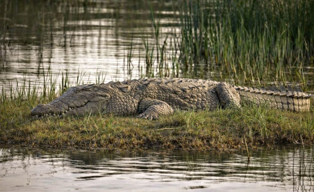 A large crocodile lies by a riverbank amid lush green grass in Pali, Rajasthan.