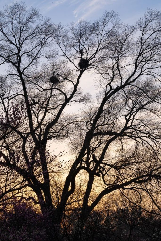 A captivating silhouette of a tree with bird nests at sunrise in Nanjing, China.