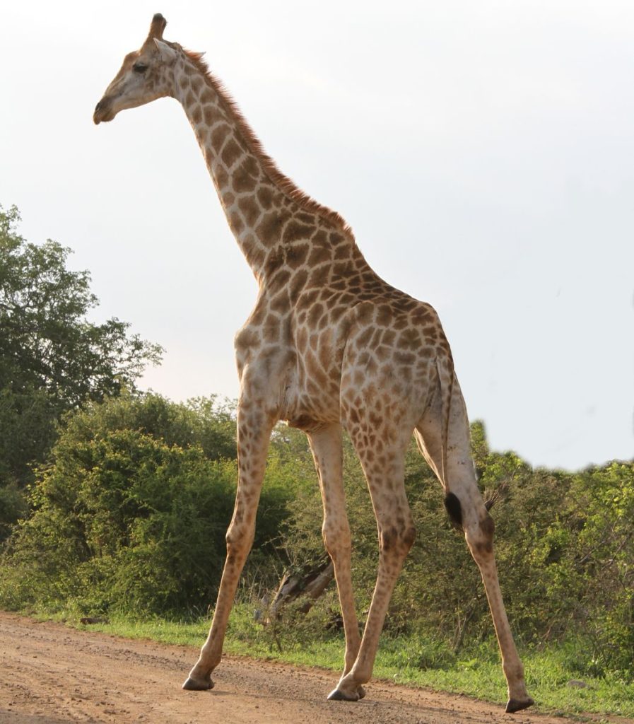 A tall giraffe gracefully strides through the African savanna under a bright sky.