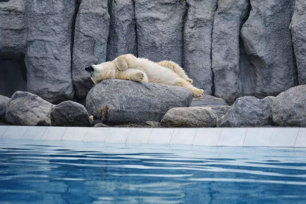Polar bear relaxing on rocks in a zoo habitat in France.