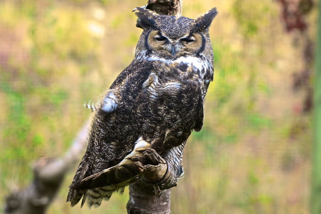 A majestic Great Horned Owl perched on a tree branch outdoors.