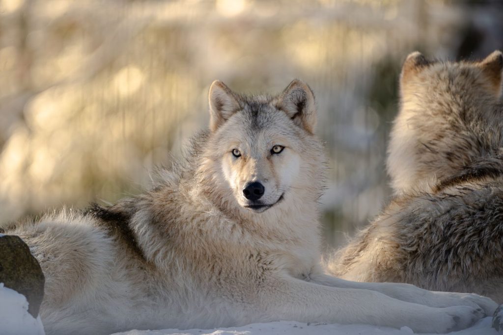 Two wild wolves resting in a tranquil snowy landscape captured in soft, natural light.