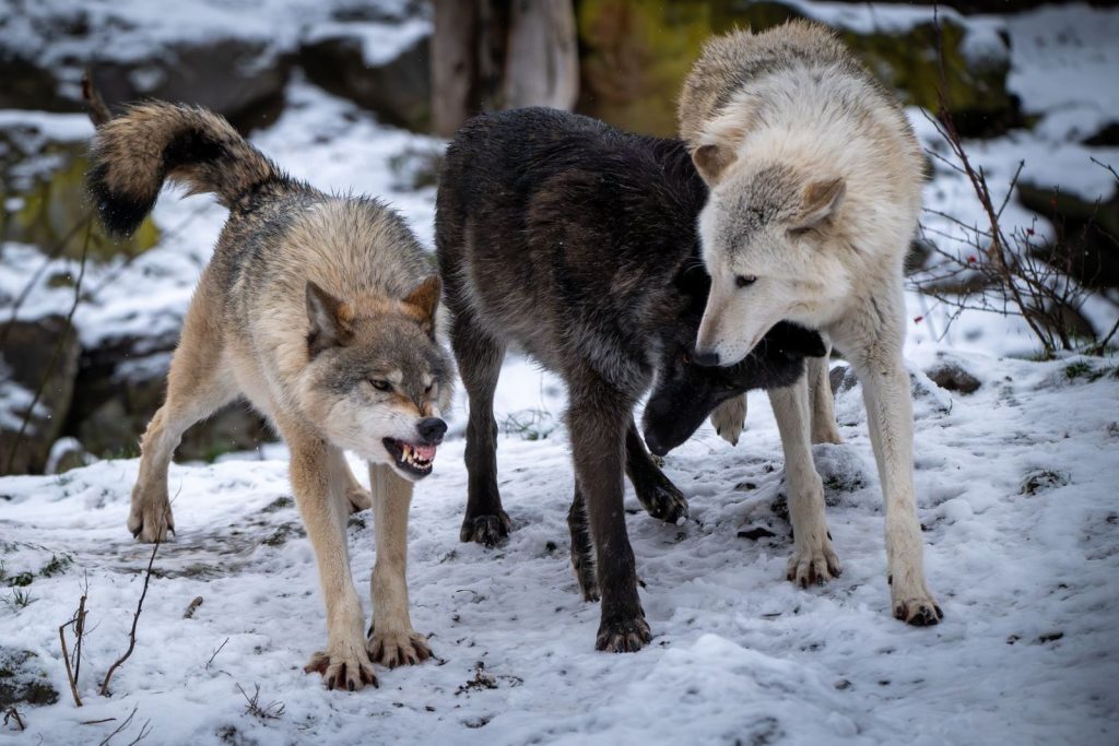 Three wolves interacting in a snowy outdoor setting, showcasing natural behavior.