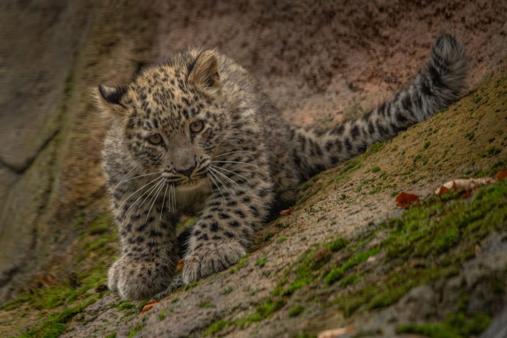 Adorable leopard cub walking down a moss-covered slope, showcasing its spotted fur pattern.
