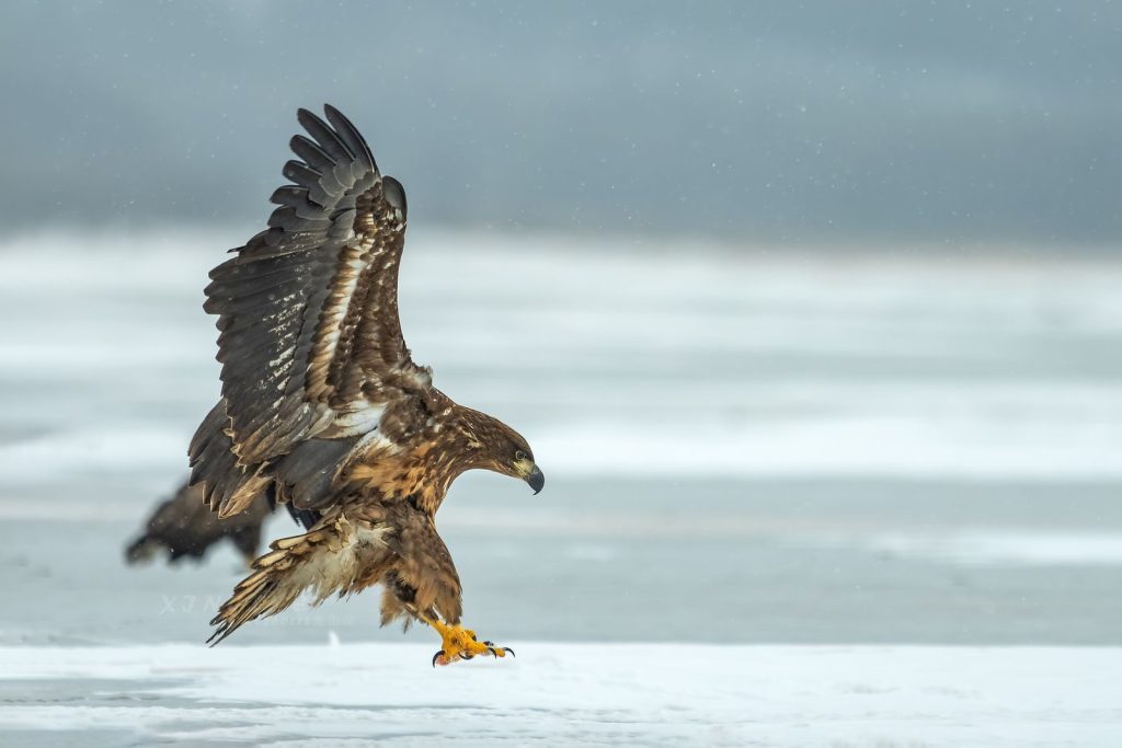 A majestic eagle gracefully lands on a snowy landscape, showcasing its powerful wingspan.