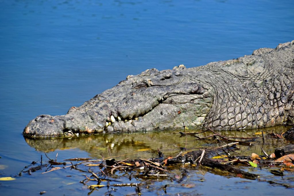 Close-up of a crocodile resting by the waterside in Puerto Vallarta, Mexico.