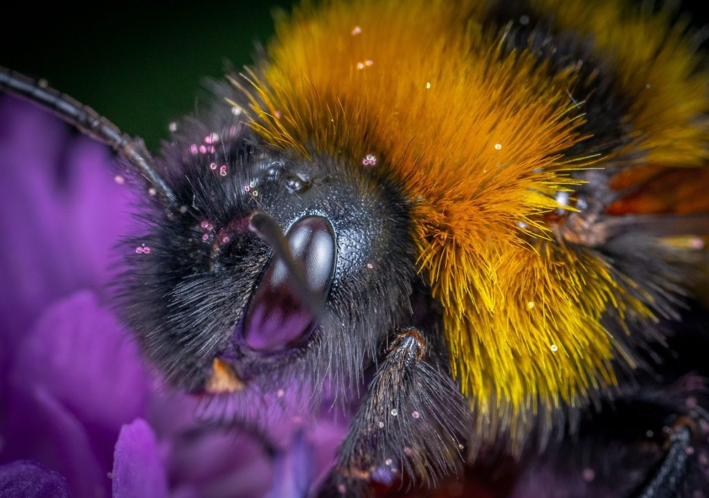 Close-up macro photo capturing a bumblebee collecting nectar on a vibrant flower.