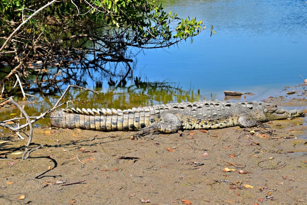 A crocodile rests by a tranquil pond under the sun, with surrounding greenery.