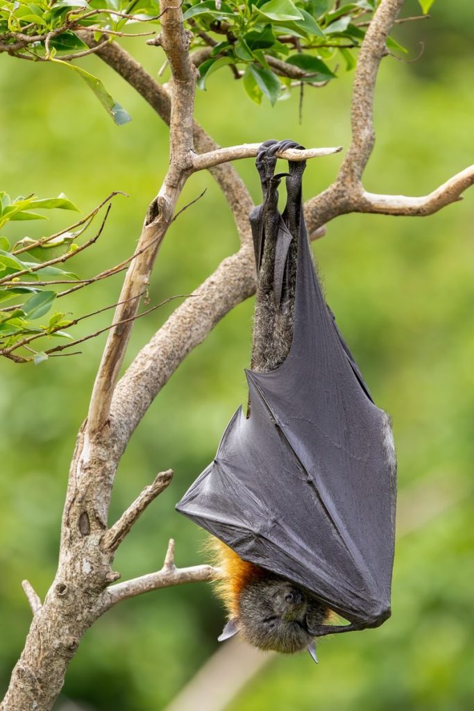 Grey-headed flying fox bat hanging from a tree branch in Australia.