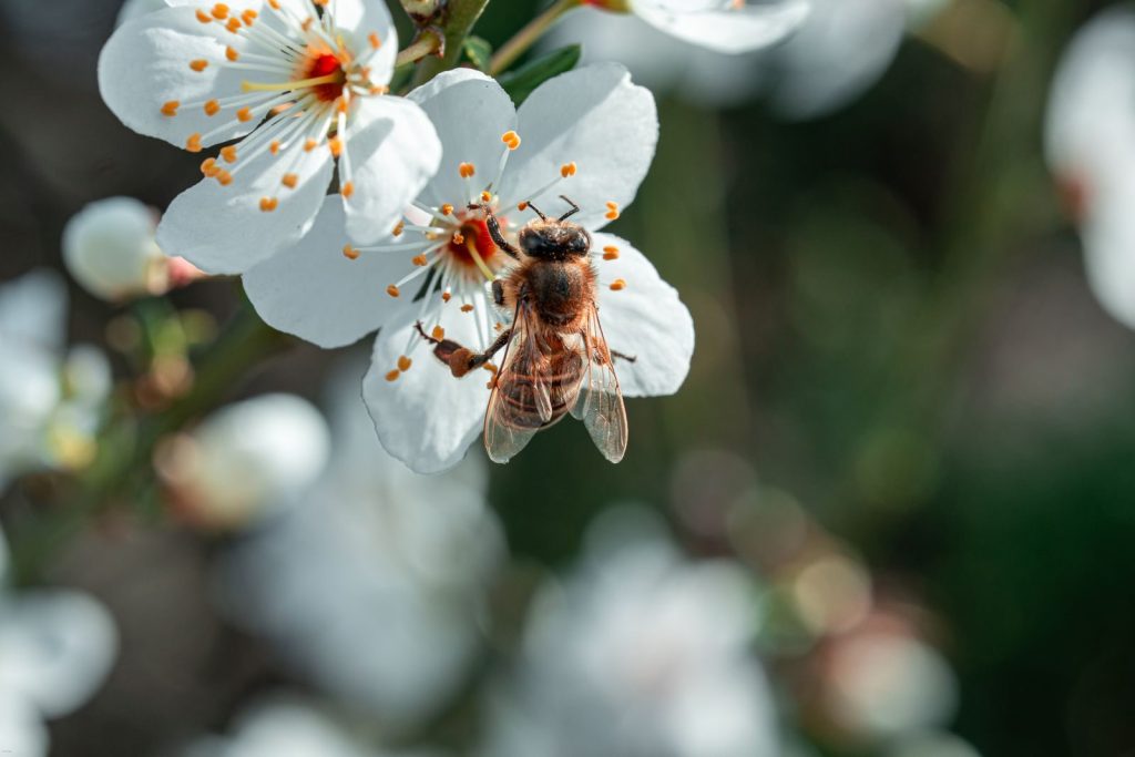 Close-up of a bee pollinating a white flower with blurred background, ideal for nature themes.