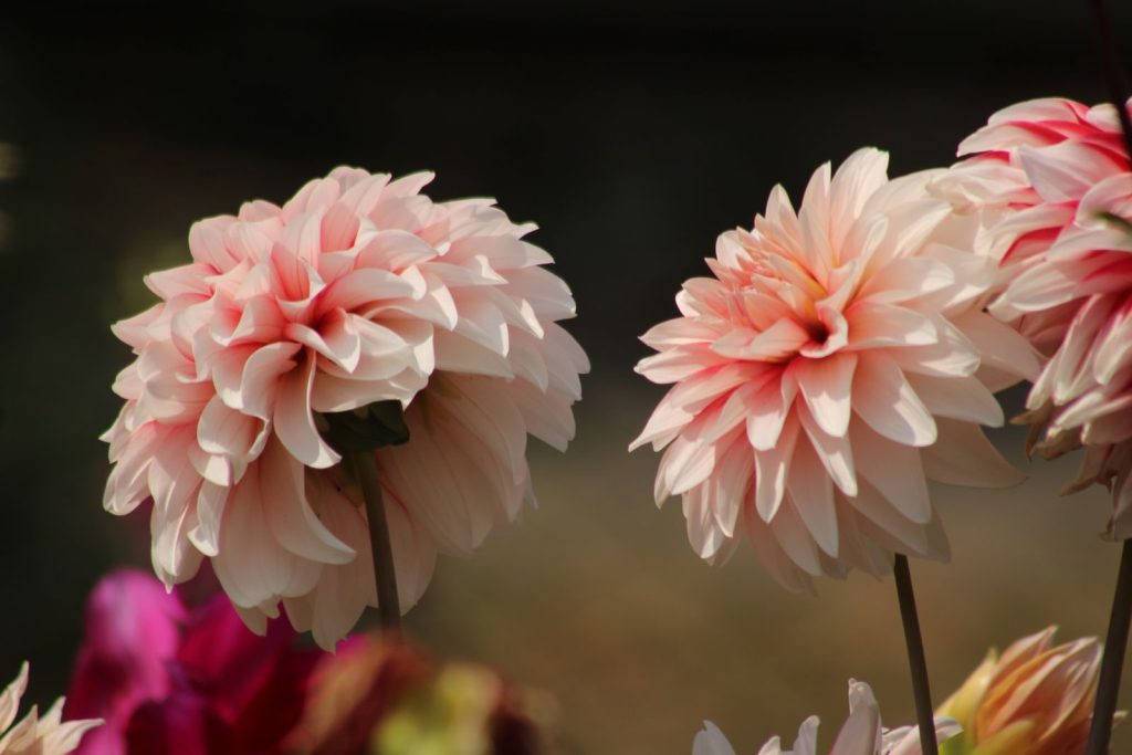 Vibrant pink dahlias in full bloom showcasing nature's beauty with soft petals.