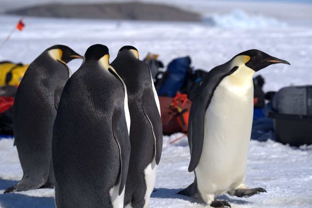 Group of emperor penguins standing on Antarctic ice.