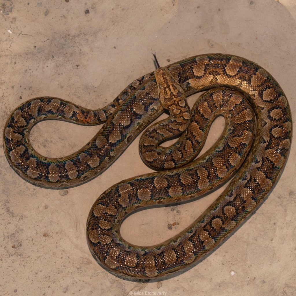 Detailed image of African rock python coiled on sandy surface, showcasing distinctive scale pattern.