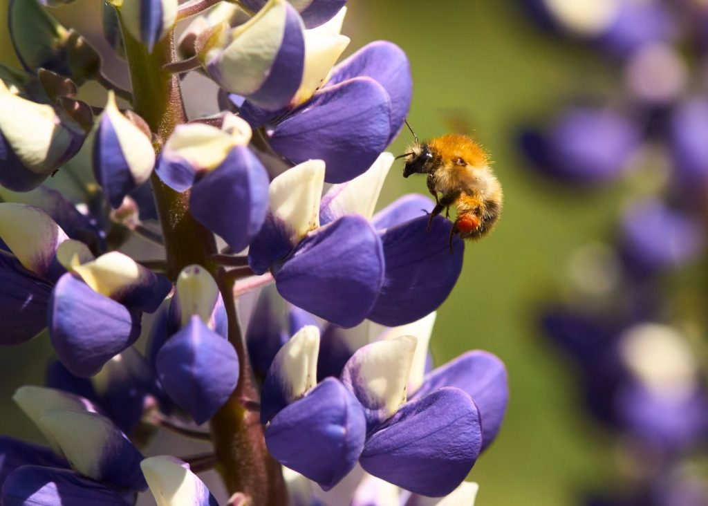 Detailed macro shot of a bee pollinating vibrant purple lupine flowers outdoors.