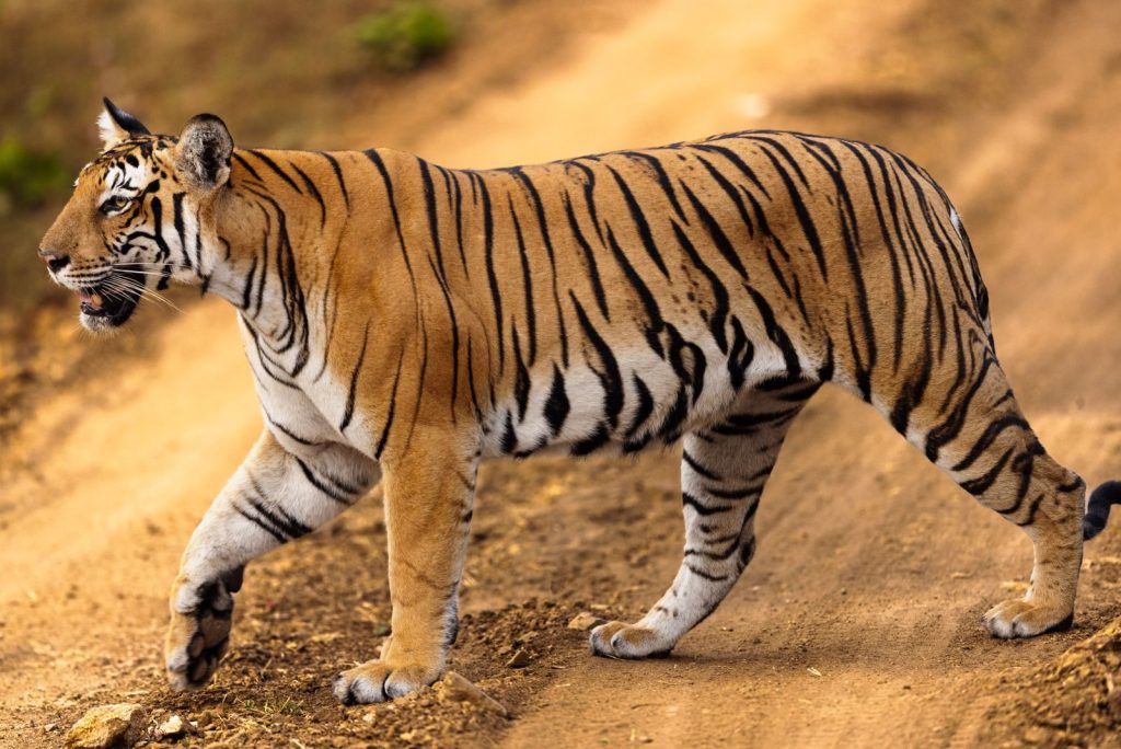 Stunning image of a Bengal tiger walking on a dirt path in Karnataka's wilderness.