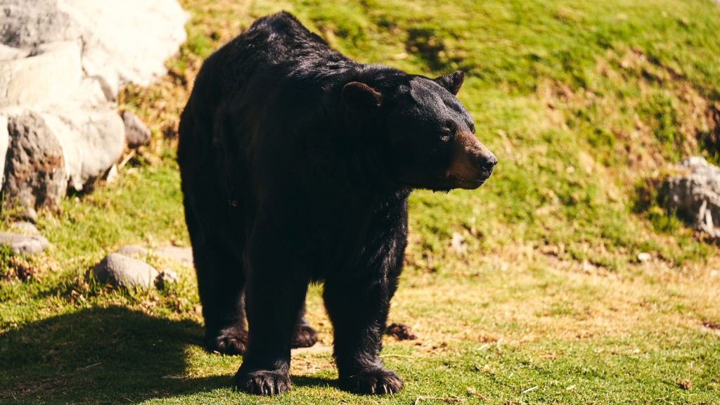 A black bear stands outdoors in its natural habitat, showcasing its strength and presence.