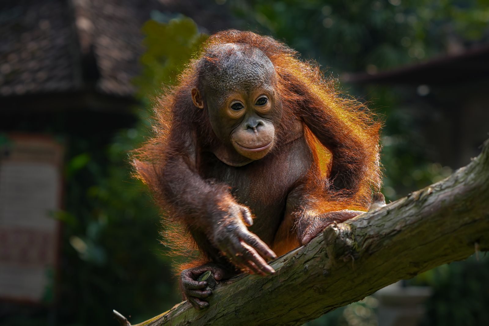 Juvenile orangutan sitting on a tree in Prigen, offering a glimpse of its natural habitat.