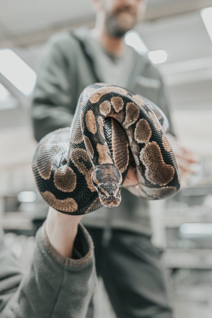 Indoor view of a ball python held by a person, Manchester, UK.
