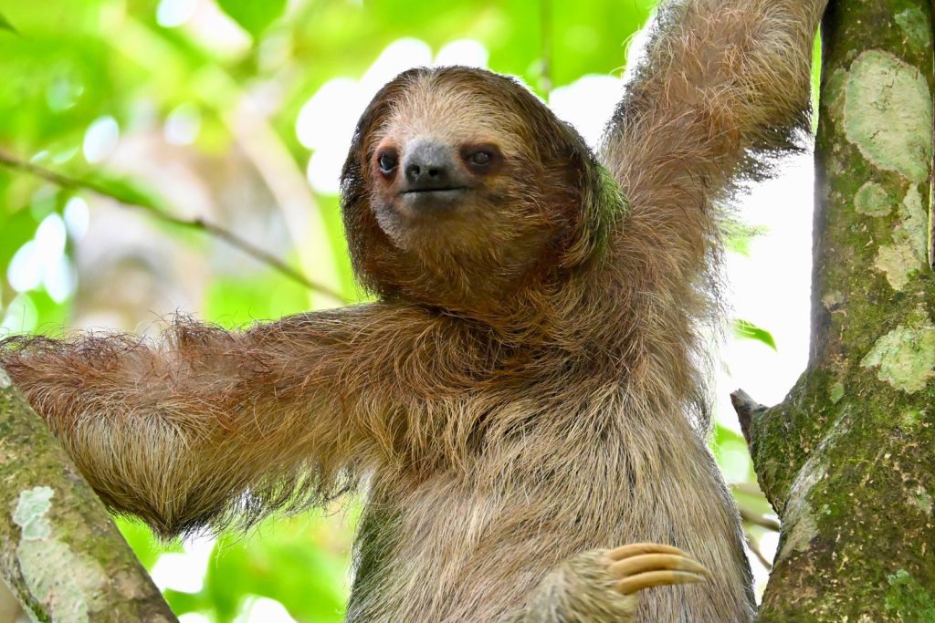 Close-up of a three-toed sloth hanging in the Costa Rican jungle.