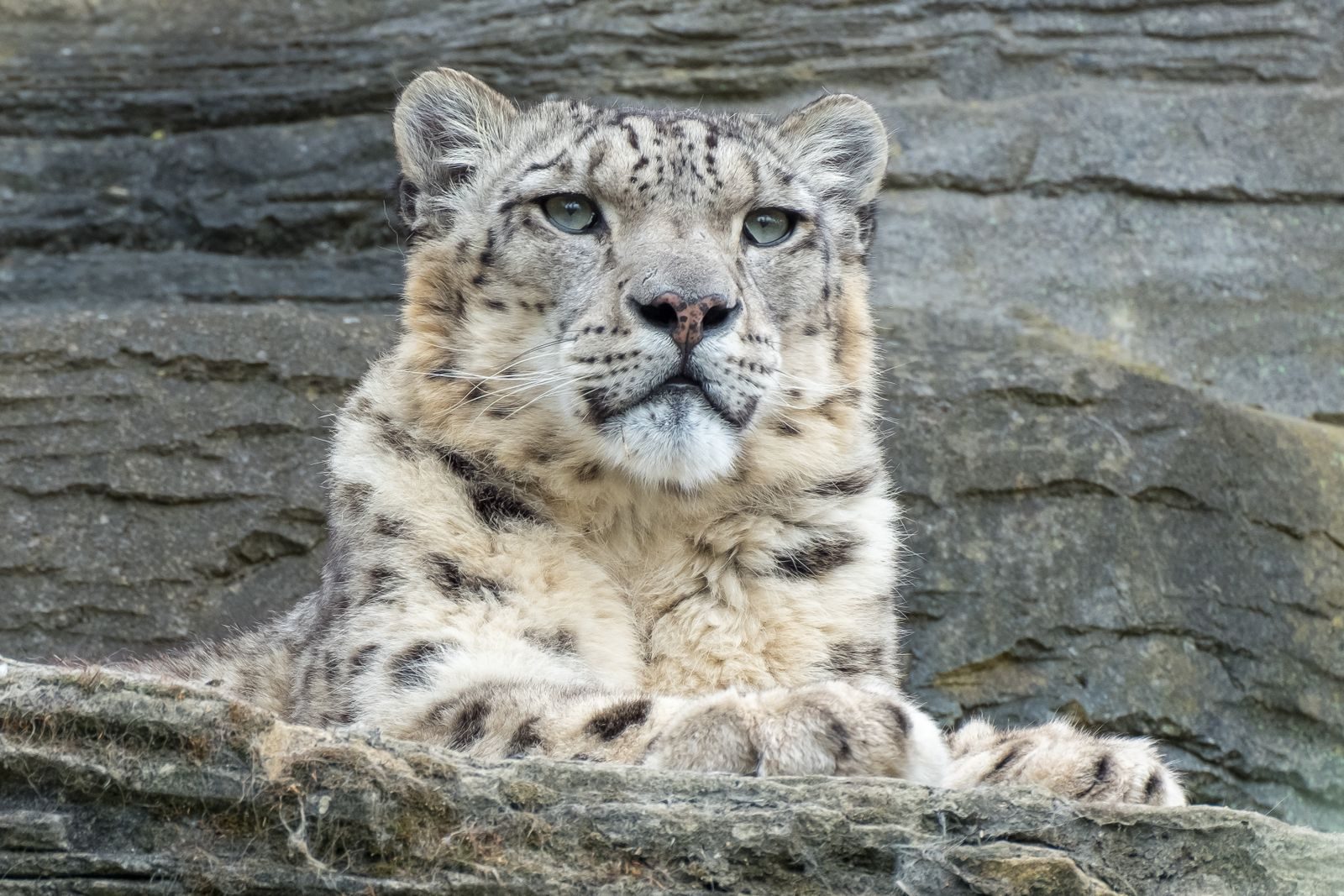 Close-up of a snow leopard resting against rocky terrain, showcasing its beauty and elegance.