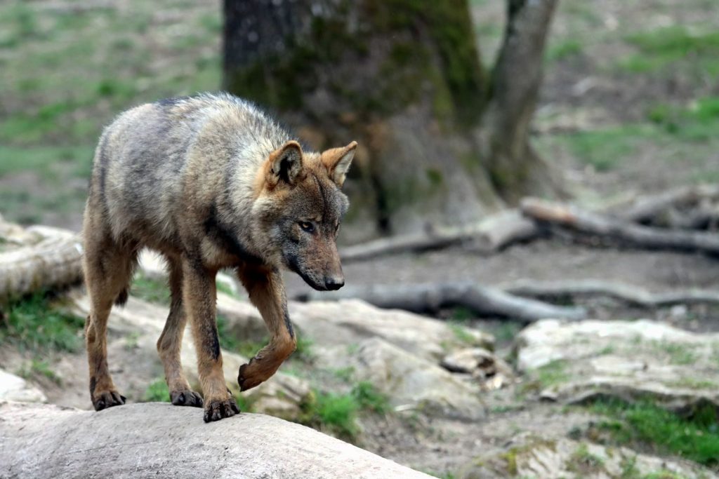 A lone wolf walking gracefully on a rocky terrain in its natural habitat.