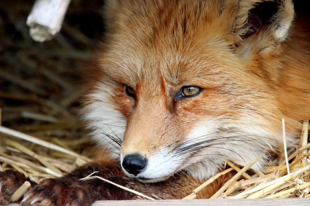 Beautiful close-up of a red fox peacefully resting on straw, showcasing its vibrant fur.