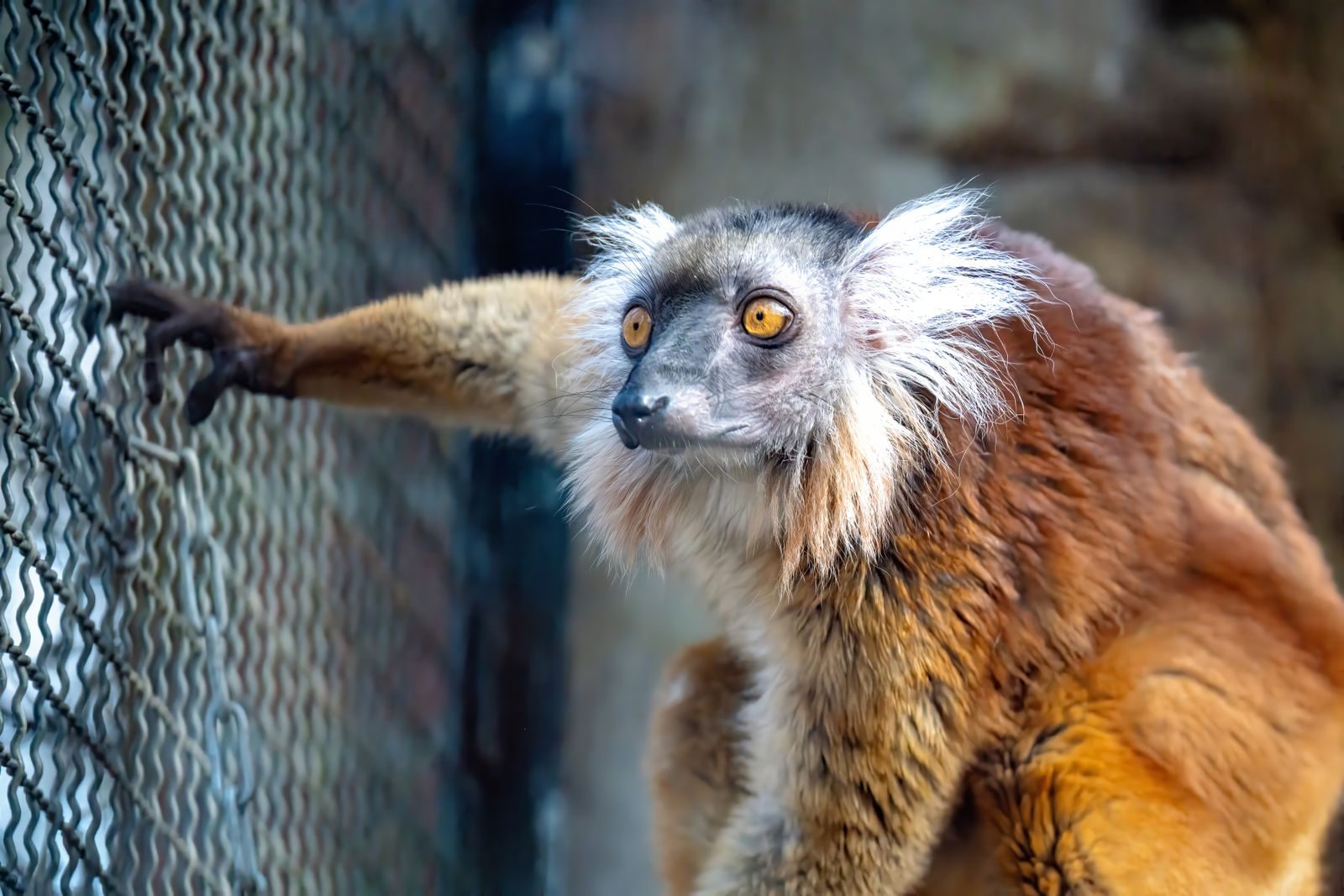 Close-up of a blue-eyed black lemur with striking orange fur leaning on a cage.