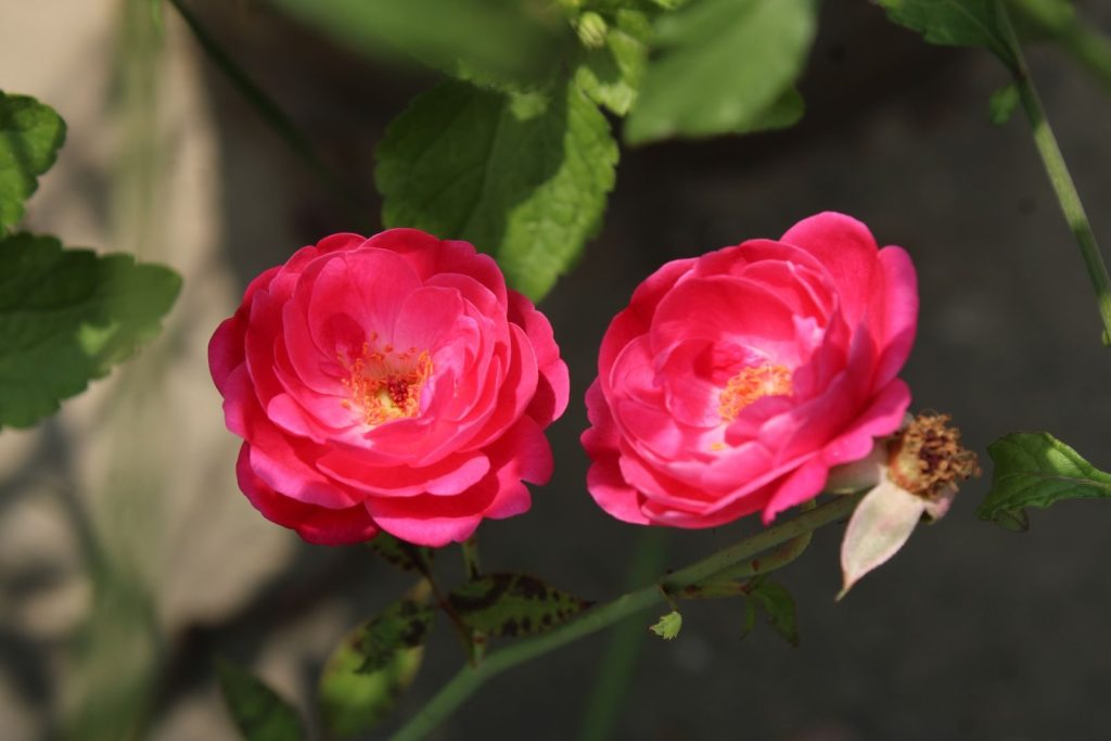 Close-up of vibrant pink roses blooming under natural sunlight, surrounded by green leaves.