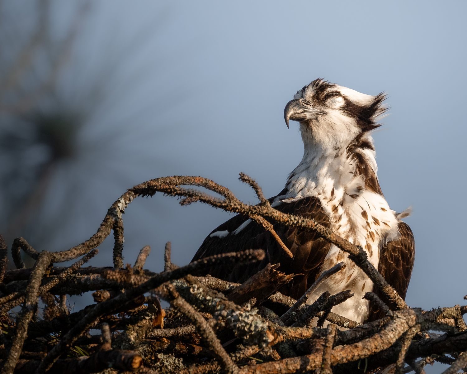 An osprey eagle peacefully resting on its nest, captured in soft morning light.