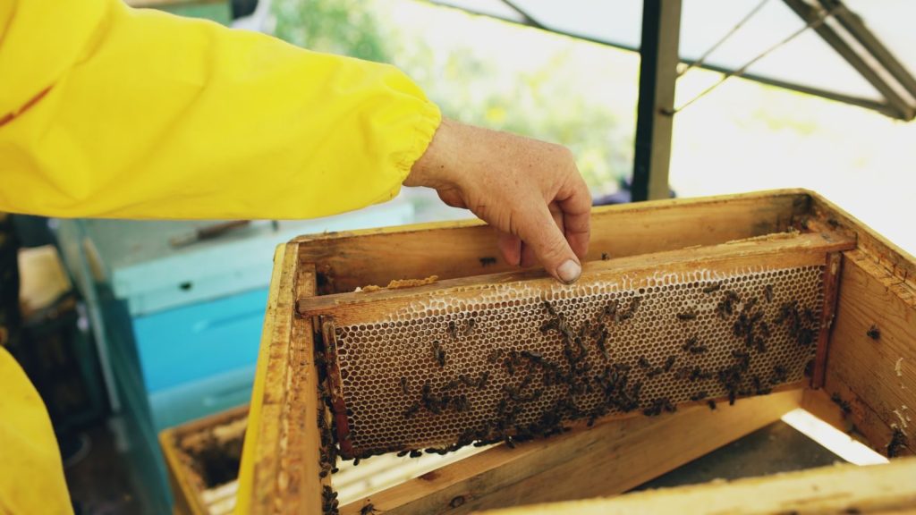 Close-up of a beekeeper's hand examining a honeycomb frame inside a hive.