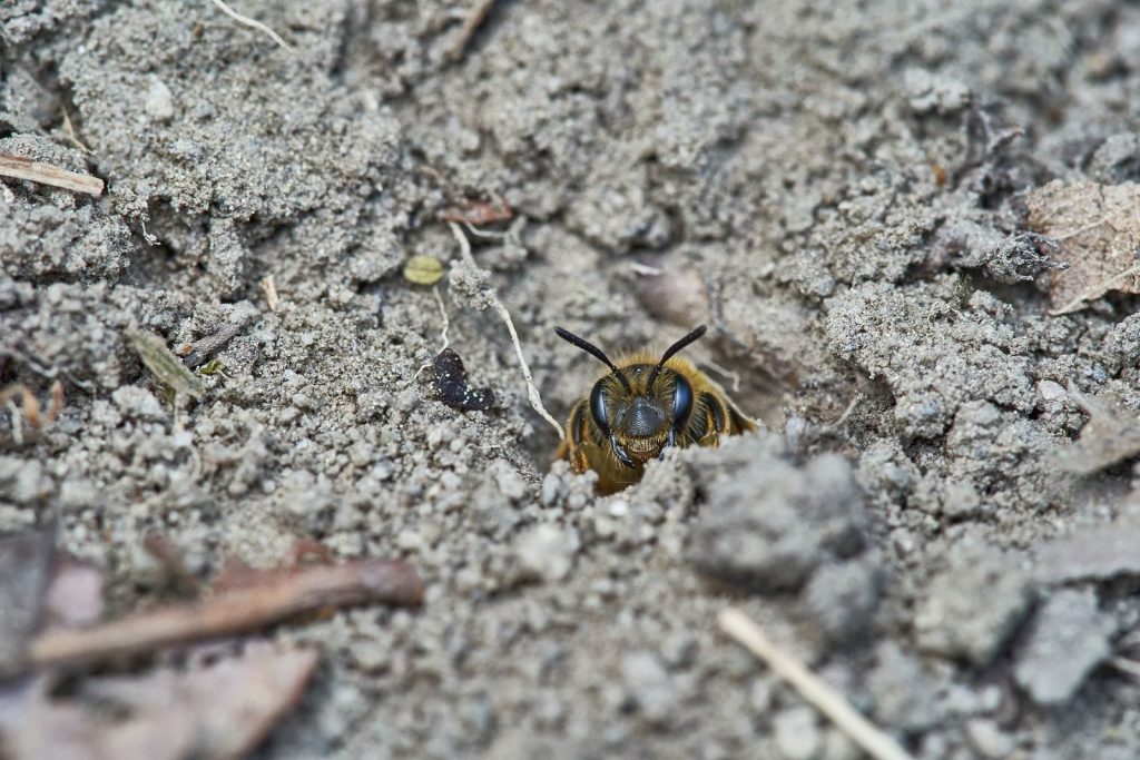 A close-up of a bee emerging from its underground nest in the dirt, showcasing natural behavior.