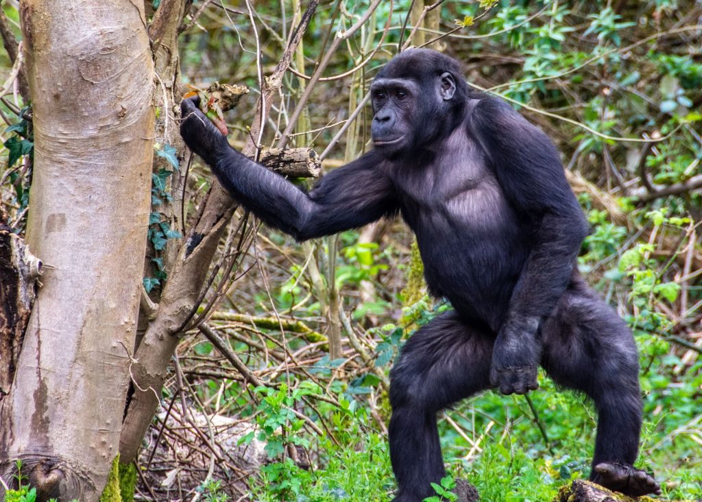 A striking image of a wild gorilla interacting with its natural woodland environment.