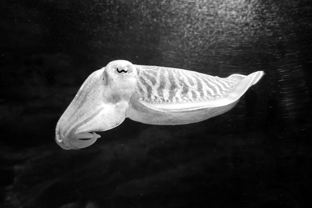 Stunning grayscale portrait of a cuttlefish swimming gracefully in Frankfurt aquarium.