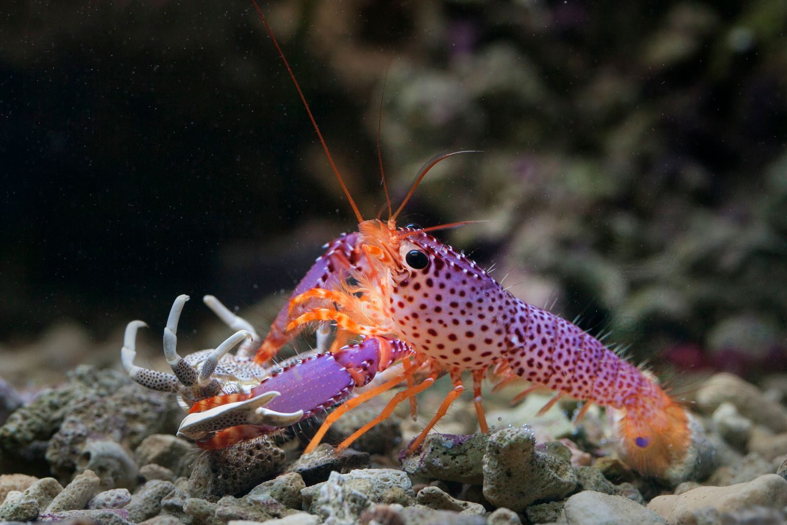 Close-up photo of a colorful purple lobster with orange spots on a rocky ocean floor.