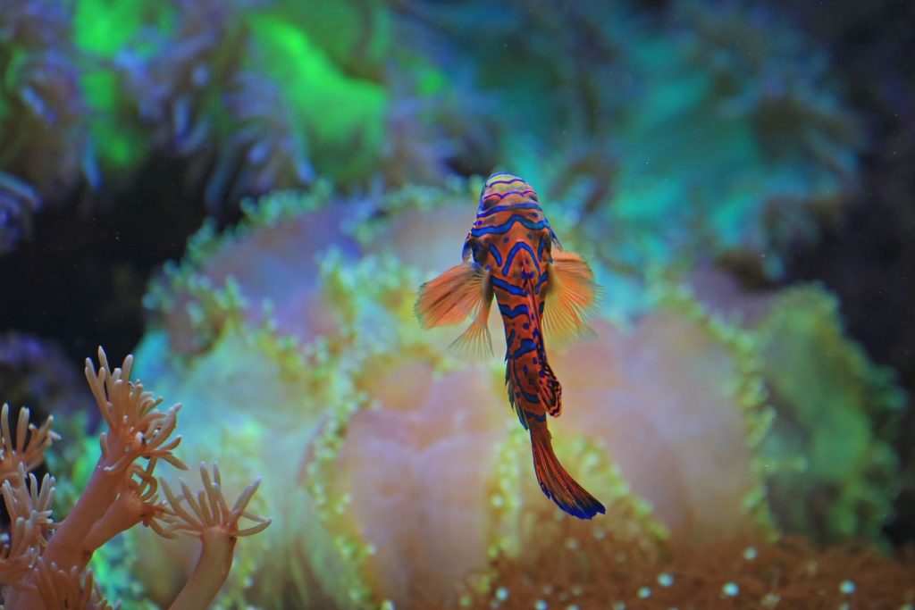A stunning mandarinfish swims among vivid coral, showcasing its vibrant colors and intricate patterns.
