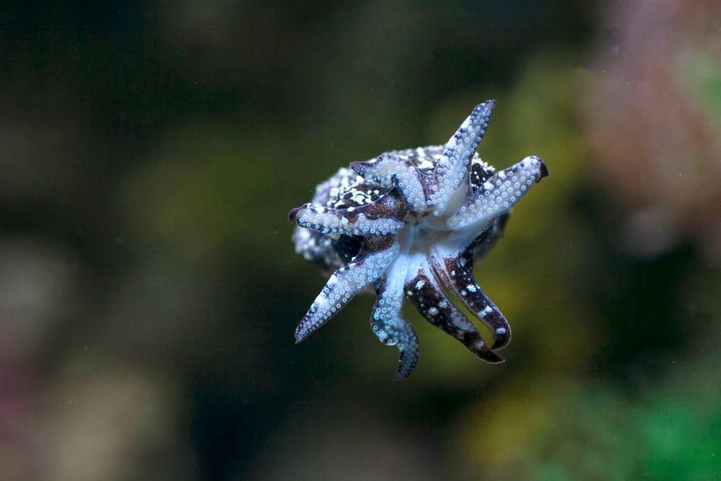 Detailed image of a flamboyant cuttlefish showcasing its tentacles and patterns.