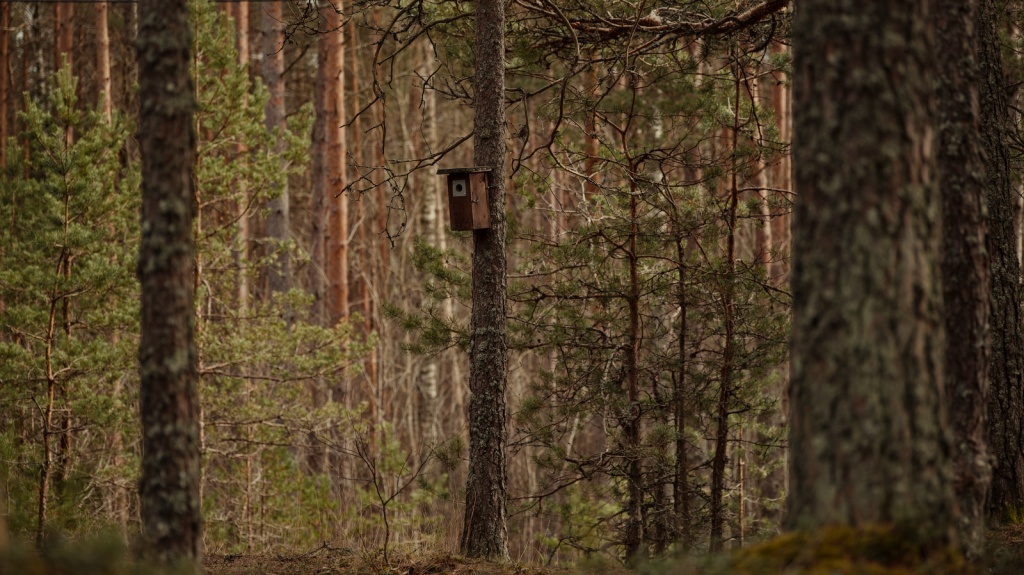 A wooden birdhouse attached to a tree in a tranquil forest setting, perfect for nature lovers.