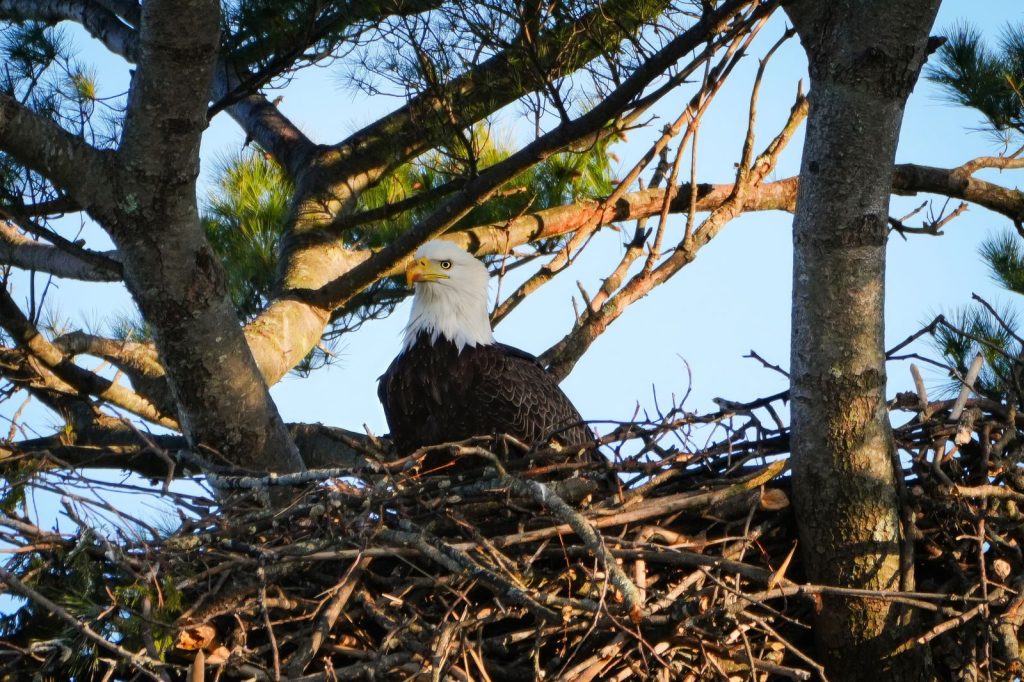 Majestic bald eagle nesting in pine tree branches during early morning light.