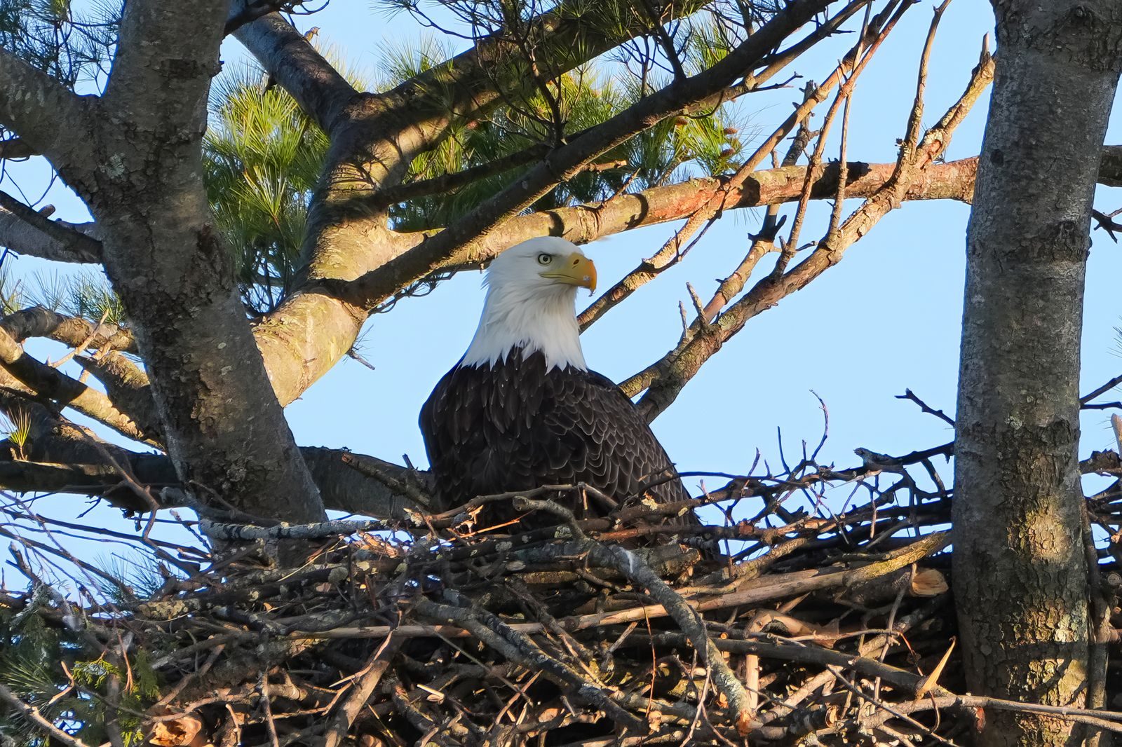 Majestic bald eagle perched in a nest among tree branches, under clear blue sky.