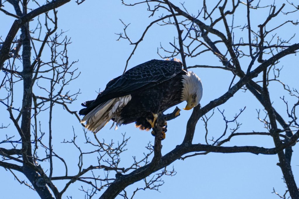 Magnificent bald eagle perched on bare branch against clear sky, showcasing its iconic features.