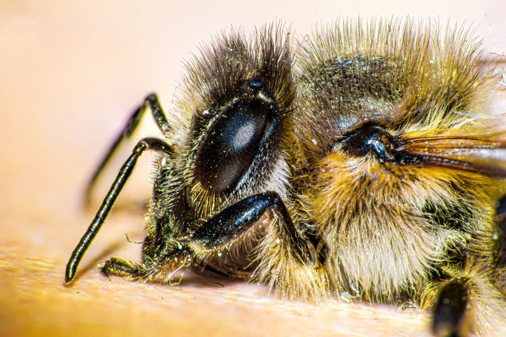 Macro shot of a bee showcasing detailed features, captured in Bursa, Turkey.
