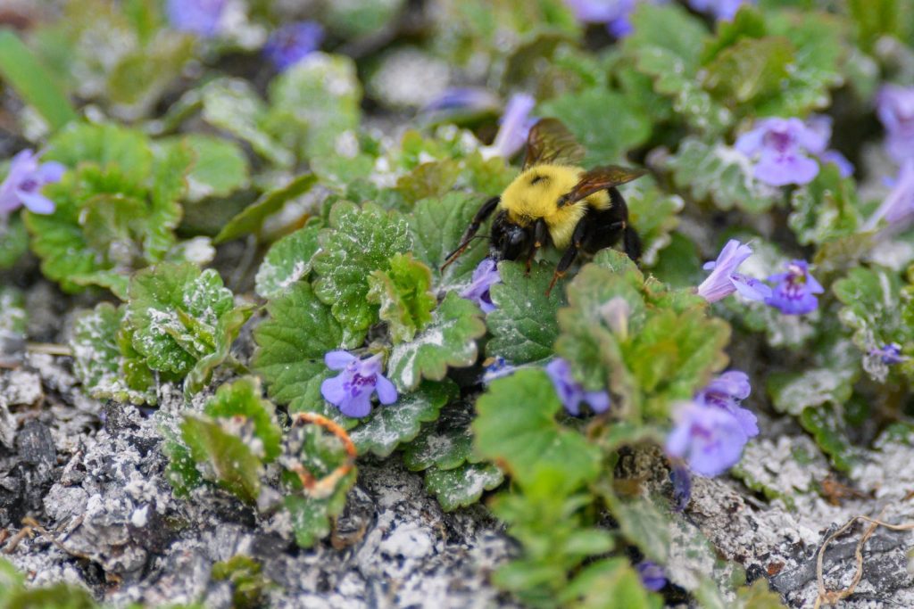 Close-up of a bumblebee collecting nectar from purple flowers amidst green foliage.