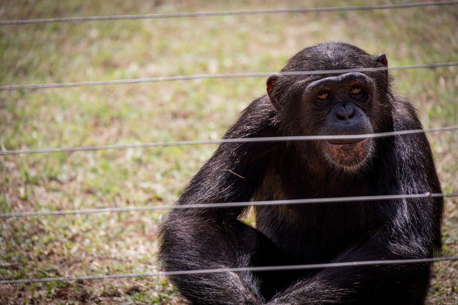 A chimpanzee sitting behind a wire fence in a zoo on a sunny day.