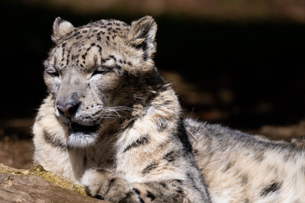 Close-up of a snow leopard resting, captured in New York. Stunning wildlife photography.