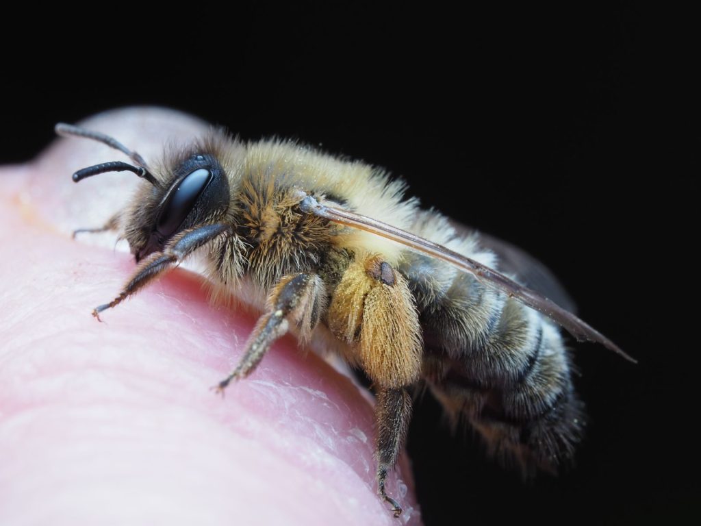 Detailed close-up of a honey bee perched on a human finger, showcasing intricate details and textures.